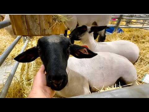 Видео: Осматриваю животных
