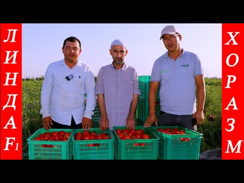 Видео: Бир неча йилдан бери деҳқонларимизнинг ишончини оқлаётган Линда F1 (Tomato Linda F1-Sakata)