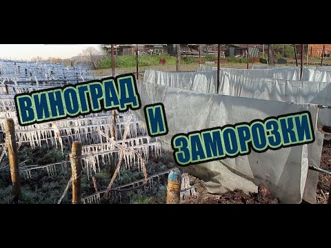 Видео: Как спасти виноград от весенних заморозков