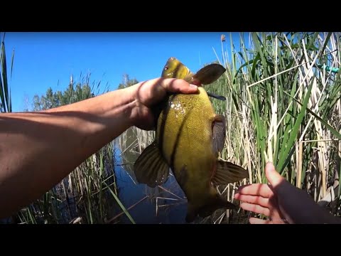 Видео: ЛИН на боковий кивок. Заліз в очерет щоб знайти ЛИНА.