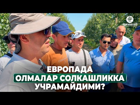 Видео: ДАРАХТЛАРГА КЎП ДОРИ БЕРИШ ОҚИБАТЛАРИ! | ШУҲРАТ АБРОРОВ #shuhratabrorov #azarbaijan #olma