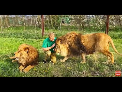 Видео: Такие  ЛАСКОВЫЕ ЛЬВЫ живут в Тайгане!