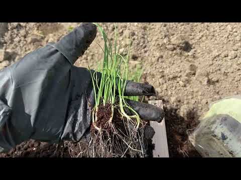 Видео: Цибуля з насіння до врожаю. Сорти - Ексібішен, Кенді, Тропеана Лунга, Білий спис. Вирощення цибулі