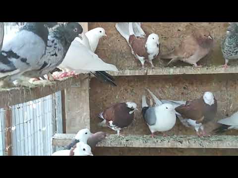 Видео: 8.05.2025г Обзор Новых Голубей и Всех с Праздником Великой Победы.
