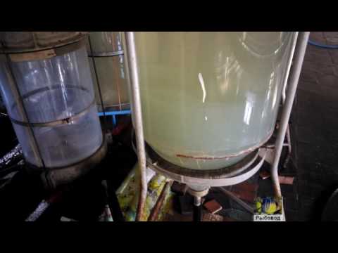 Видео: Инкубация икры белого амура