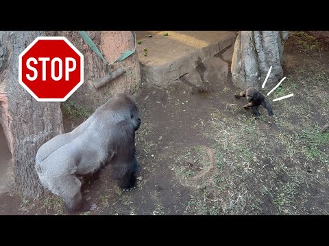 Видео: Серебряная спина гориллы Хаоко останавливается для малыша гориллы Сумомо | Семья Хаоко