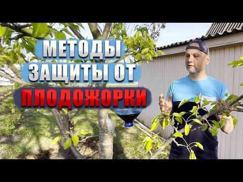 Видео: Методы защиты от плодожорки