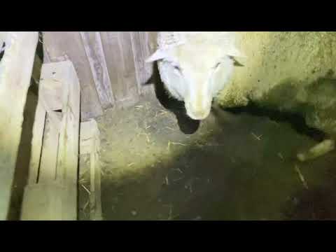 Видео: Сакман 2023 . Начало окота, ночное дежурство