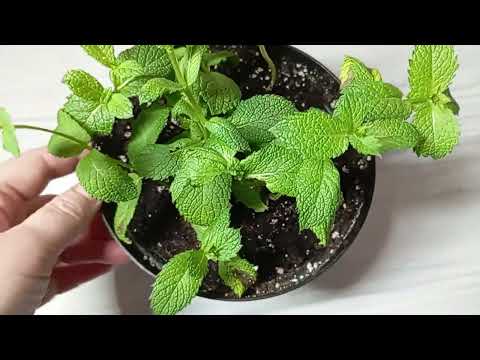 Видео: 🍃 Как укоренить магазинную мяту ОСЕНЬЮ ✨ Результат удивил!
