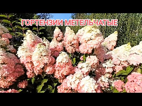 Видео: В ГОСТЯХ У ЛЕНЫ. 🌺ЧУДЕСНЫЕ ГОРТЕНЗИИ. ВЕЛИКОЛЕПНЫЙ САД. #гортензии #сад #дом