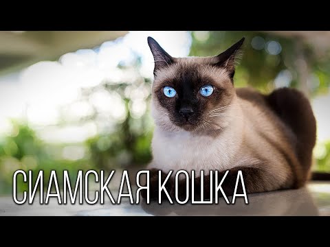 Видео: Сиамская кошка: Голубоглазое чудо из Тайланда | Интересные факты про породы кошек