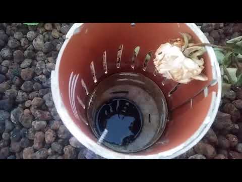 Видео: Аквапоника клариевый африканский сом, переодическая система подтопления типа сифон