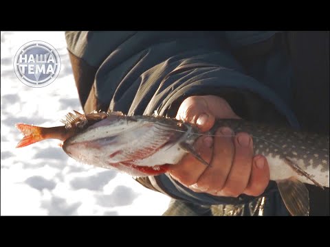 Видео: РЫБАЛКА ВЫХОДНОГО ДНЯ  1 СЕРИЯ