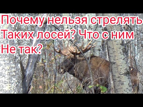 Видео: Встретил огромного лося, но что произошло потом, меня удивило.! 