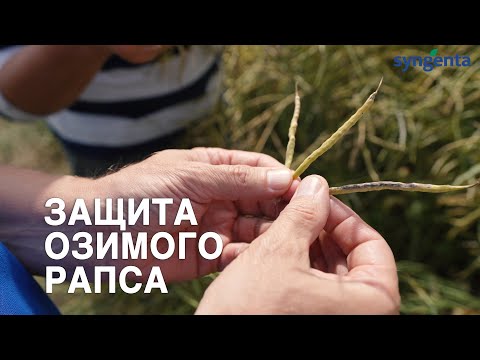 Видео: Эффективная защита озимого рапса Сингента. / Сетар, Амистар голд.