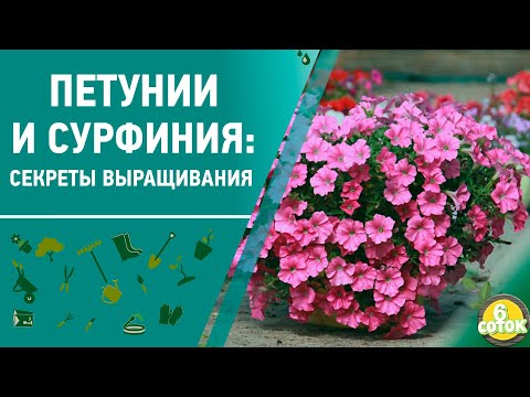 Видео: Петуния и сурфиния: секреты выращивания. 6 соток 25.05.2020