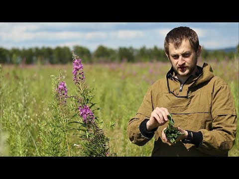 Видео: Иван чай. Заготовка, ферментация, сушка. Игорь Лесник