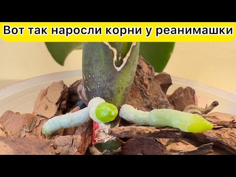 Видео: Реанимация орхидеи с 2 корешками — это работает! Наросли корни у орхидей реанимашек!