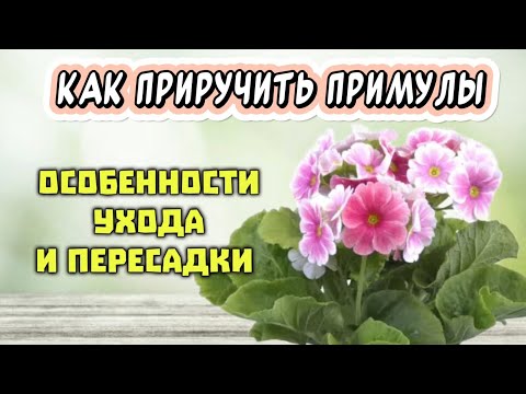 Видео: Как приручить примулы. Нюансы выбора, пересадки и ухода