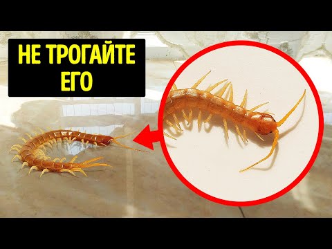 Видео: Если увидите дома этого жука, даже не вздумайте его давить!
