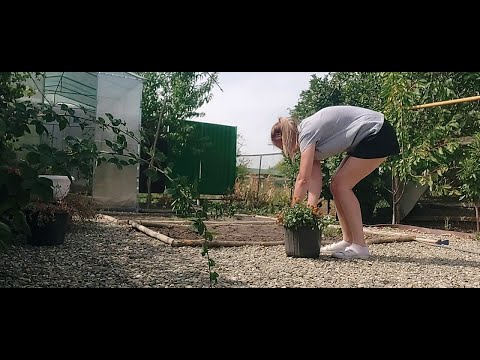 Видео: Что-то странное происходит / Будем вырубать сад / Я так довольна / Дела в огороде