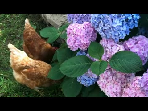 Видео: Перекопка грядок спасает от вредителей ? С мульчей можно занести вредителей