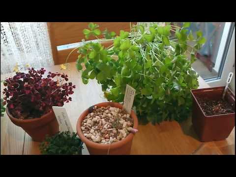 Видео: Виды корневых особенностей у кислиц (клубневая, корневищная, ризомная, луковичная, корневая)