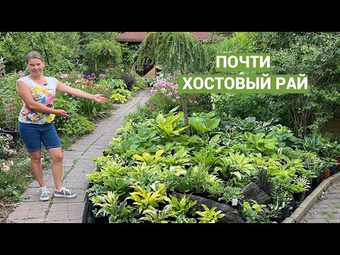 Видео: Моя хостовая поляна