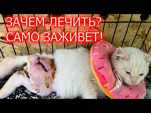 Видео: Котёнок упал с четвёртого этажа