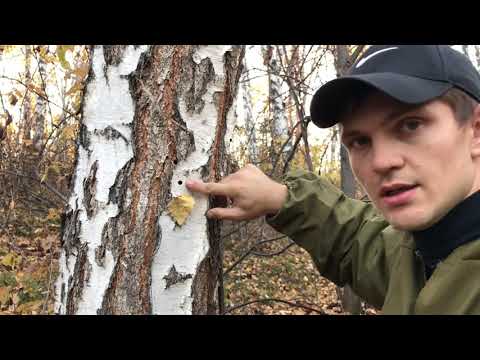 Видео: Обзор арбалета interloper jaguar