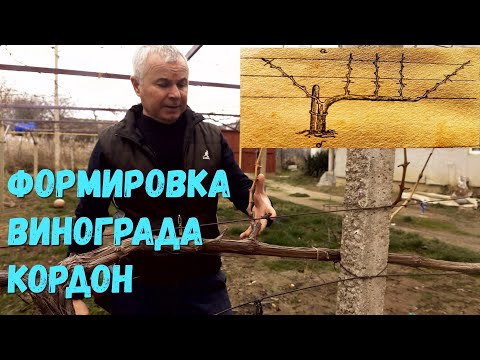 Видео: Формировка винограда кордон