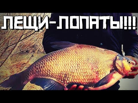Видео: ЛЕЩИ - ЛОПАТЫ в САЗАНЬЕМ месте! КЛЮНЕТ ли Сазан? Рыбалка 2022
