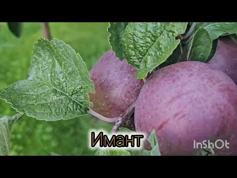 Видео: Яблочки Конфетное