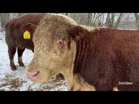 Видео: Зачем мы делим скот #герефорд #корова #бык #ферма #животные #возраст #группа #сельскоехозяйство #кфх