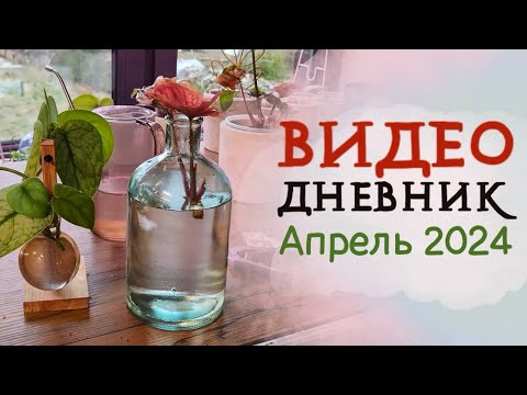 Видео: ВИДЕОДНЕВНИК цветовода | Апрель 2024 | Распаковка закупки из Тайланда! 💚 БУДНИ ЦВЕТОВОДА