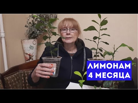 Видео: 23.01.2021 Саженцам лимонов 🍋 4 месяца. Наращиваем корни. Готовим саженцы к будущим прививкам.