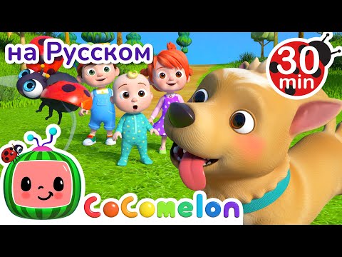 Видео: Куда Убежал Пес? | Песенки для Детей | @CoComelonRussian