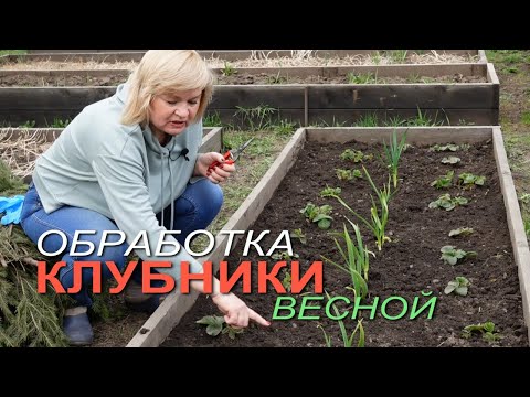 Видео: Первый весенний УХОД за КЛУБНИКОЙ! Советы от ЗЕЛЕНОГО ОГОРОДА!