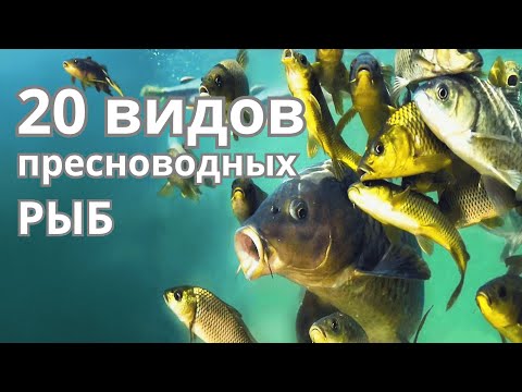 Видео: 20 ВИДОВ ПРЕСНОВОДНЫХ РЫБ