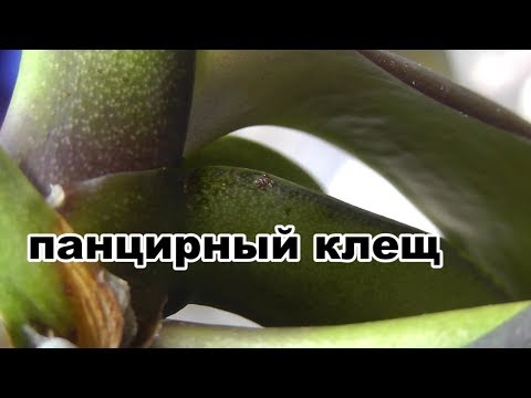 Видео: Панцирный клещ на фаленопсисе