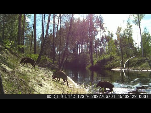 Видео: Семейство КАБАНОВ на берегу БЕЗЛЮДНОЙ РЕКИ. Летняя проверка лесных фотоловушек #2