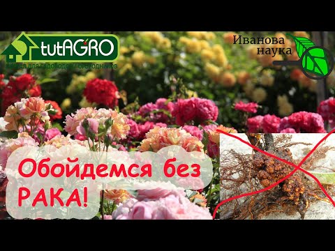 Видео: БОЛЕЗНЬ ШАГАЕТ ПО САДАМ! Вот как надо поступить, чтобы не потерять розы и виноград!
