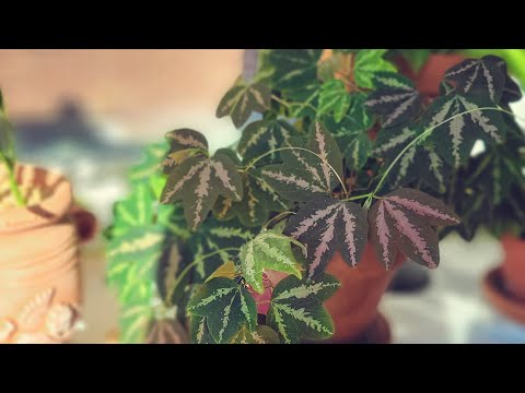 Видео: Уход и размножение Passiflora Trifasciata