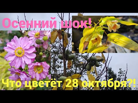 Видео: Мой сад не сдался холоду!!! Эти растения цветут, когда зима  на пороге!