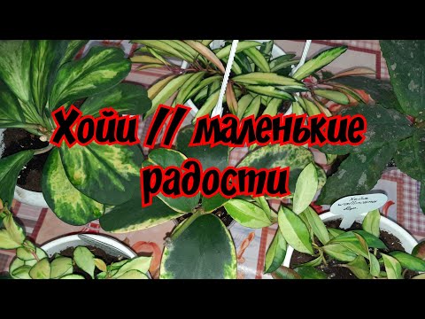 Видео: Хойи // маленькие радости