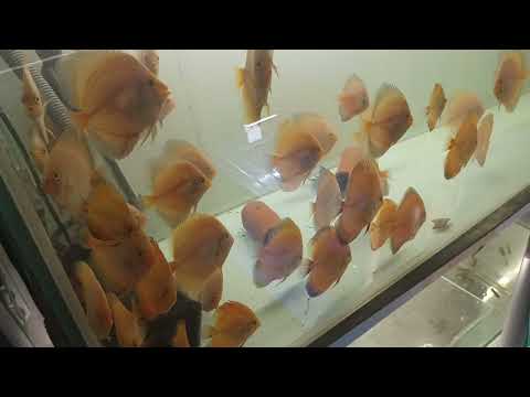 Видео: Дискусы 