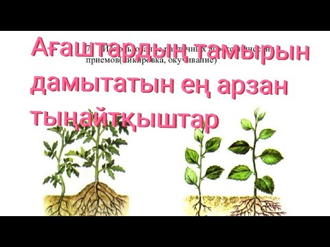 Видео: Өсімдік тамырын дамытатын ең арзан тыңайтқыштар