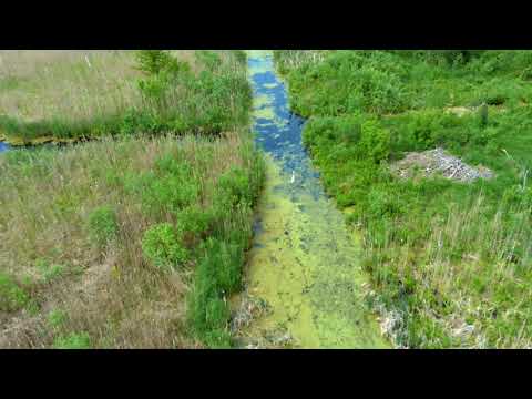 Видео: Ірдинське Болото та Ліси Зачаровують!   30.05.2021