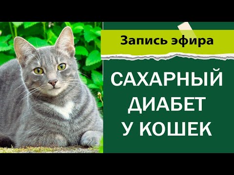 Видео: Сахарный диабет у кошек