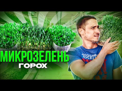 Видео: Микрозелень Горох Технология